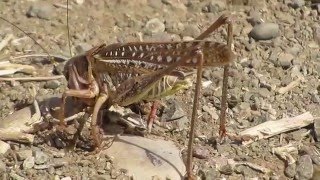 Bushcricket  Desticus albifrons  Cyprus [upl. by Salas]