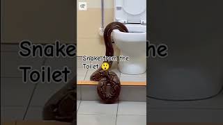 Made with the snake in the Toilet 😲😲😲 [upl. by Najtsirk]