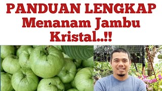 Panduan Lengkap Cara menanam jambu kristal agar cepat berbuah cara pemupukan jambu kristal [upl. by Anehsak]