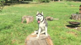 6Month Old Husky Loki Husky Off Leash Dog Training  Electronic Collar Training [upl. by Wauters789]