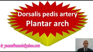 31 Dorsalis pedis artery  Plantar arch [upl. by Erehc428]