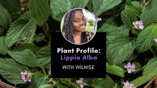 Plant Profile Lippia Alba with Wilnise [upl. by Laurance463]