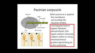 513 Neuronal Communication a Receptors and Pacinian Corpuscle [upl. by Gwyn]