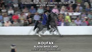 KOUFAX 2024 TENNESSEE WALKING HORSE NATIONAL CELEBRATION [upl. by Flanders585]