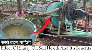 स्लरी बद्दल माहिती  Slurry Spreading Process  द्राक्षां मध्ये स्लरीचा वापर  Slurry Benefits [upl. by Annaoi483]