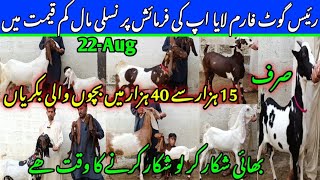 Raees goat farm visit gulabi kamori teddy pateri makka chini latest update 22Aug2024 lalukhet [upl. by Hollister]