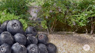 Planting Southern Living Blueberries In The Landscape [upl. by Sad]