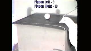 Pigeons Playing PingPong Experiment [upl. by Artim]