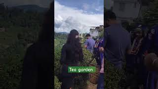 Tea garden darjeelingvlogs youtubeshorts SumanSharmahousewifevlogs [upl. by Levi]