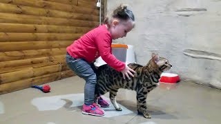 Chats drôles jouant avec Toddler dans Zoo [upl. by Karlen]