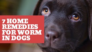 7 home remedies for worms in dogs [upl. by Thorne]