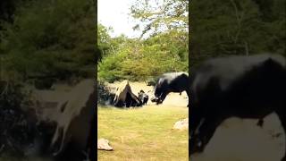 quotBrave Buffalo Herd Fights Back to Save Their Friend from lionquot [upl. by Atenaz]