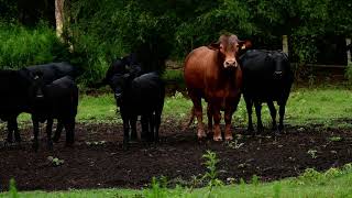 Cows and the red bullbeefmaster cattalcowsbullsafter the rain [upl. by Nemra]