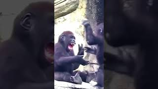 When a Chimp Learns to Dance 💃🐒 ChimpFun cuteanimals funnyanimals funnyanimalshorts chimpanzee [upl. by Ailecra]