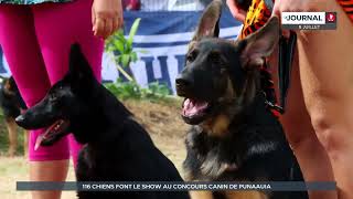 Exposition canine  116 chiens font le show à Punaauia [upl. by Tabor]