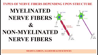 Myelinated and Non Myelinated Nerve Fibers  Types of Nerve Fibers Depending Upon Structure [upl. by Anastos]