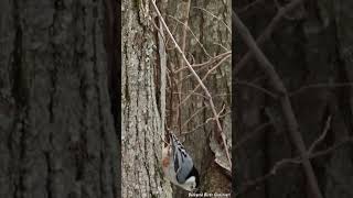 Whitebreasted Nuthatch Walks Down Tree [upl. by Pfister906]