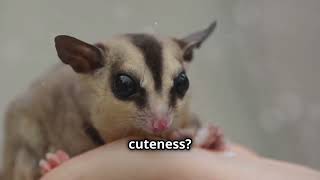 Why Sugar Gliders Love Sugar [upl. by Eelirem853]