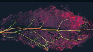 How microbes affect plant life [upl. by Gordon]