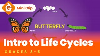 Life Cycles Video Lesson for Kids  Grades 35  MiniClip [upl. by Initirb]