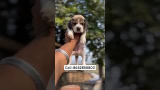 Beagle puppys sale in mumbai call 8652858800 beagle [upl. by Lamoree]