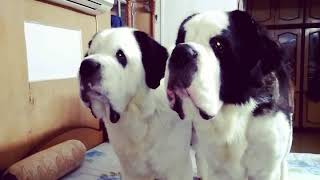 Saint Bernard Dad Gogol n son Mimo barking together [upl. by Buttaro537]