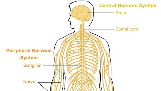 Nervous system anatomy and physiology in Nepali Cranial nerve spinal nerves [upl. by Hurty818]