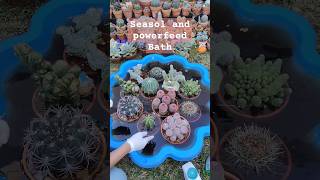 Seasol and powerfeed bath for my Cacti collection  bikolanahardinera shortvideo cactus [upl. by Atener732]