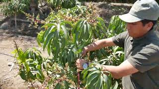 SEDIR Manejo del cultivo del mango fase floración [upl. by Harberd525]