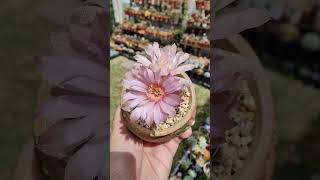 Gymnocalycium Mihanovichii blooms  bikolanahardinera shortvideo cactus succulent [upl. by Navac]