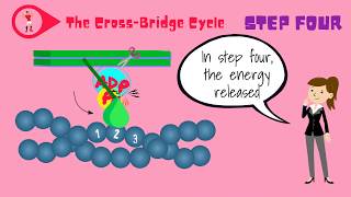 Muscle Fibers and the CrossBridge Cycle [upl. by Maggi416]