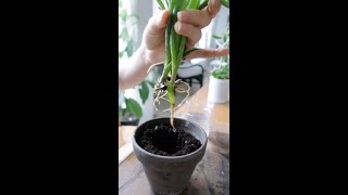 Propagating the Stunning Propeller Plant Senecio crassissimus [upl. by Esele56]