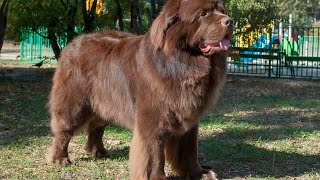 Understanding Aggression Triggers in Newfoundland Dogs [upl. by Nathanial]