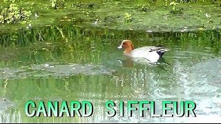 CRI du CANARD SIFFLEUR  Wigeon [upl. by Griffis]