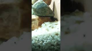 Oscar fish tank mates mollytank mollyfish aquariumfish aquarium fishing tropicalfish fresh [upl. by Llevaj554]