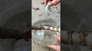 Propagating aloe vera with water shorts [upl. by Munmro]