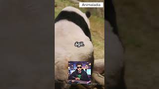 Los pandas se caen mucho😏 animalshorts videoshorts animalespeligrosos sabiasque fypシ゚viral [upl. by Elleyoj]