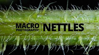 Stinging nettle macro photography tutorial  What makes nettles sting [upl. by Annodahs130]