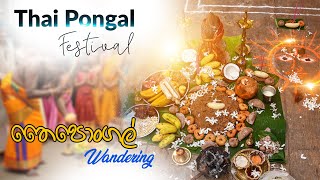 Thai Pongal Festival  Wandering තෛපොන්ගල් [upl. by Yttiy876]