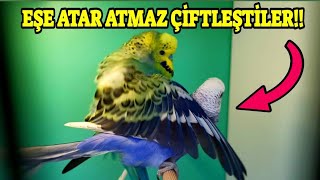 BÜTÜN KUŞLARI EŞE ATTIK  EŞE ATAR ATMAZ ÇİFTLEŞTİLER [upl. by Demeyer93]