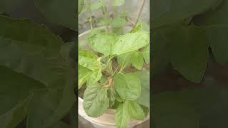 5 plant 🌱 hona vastu life upya🙏🙏🙏🙏🙏🙏 [upl. by Mahsih]