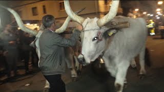 Guardate che giganteschi buoi e che corna che hanno Acerno festa della montagna 2017 [upl. by Aneehsyt]