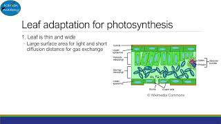 Photosynthesis Part 1 Plant adaptations and Action Spectrum AQA Alevel Biology [upl. by Riccio]