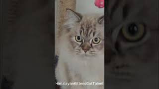 “Kitten’s Sneaky Cake Heist The Great Swiss Roll Caper” cat kittenadventures cuteanimals [upl. by Tutt26]