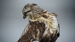 Buteo lagopus [upl. by Senior]