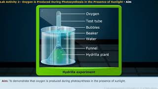 Hydrilla plant experiment for class 10 a video by Nemali Narendar [upl. by Anaehr562]