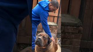 Meet the GIGANTIC South African Mastiff The BIGGEST Boerboel You’ve EVER Seen [upl. by Ibbetson]