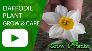 Daffodil plant flower  Grow and care [upl. by Yecram]