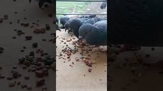 Birds Feeding ASMR birds pigeon shorts [upl. by Ynahirb]