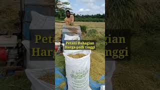 Petani Bahagia dengan Harga Padi Saat Ini Gaes [upl. by Chlo950]